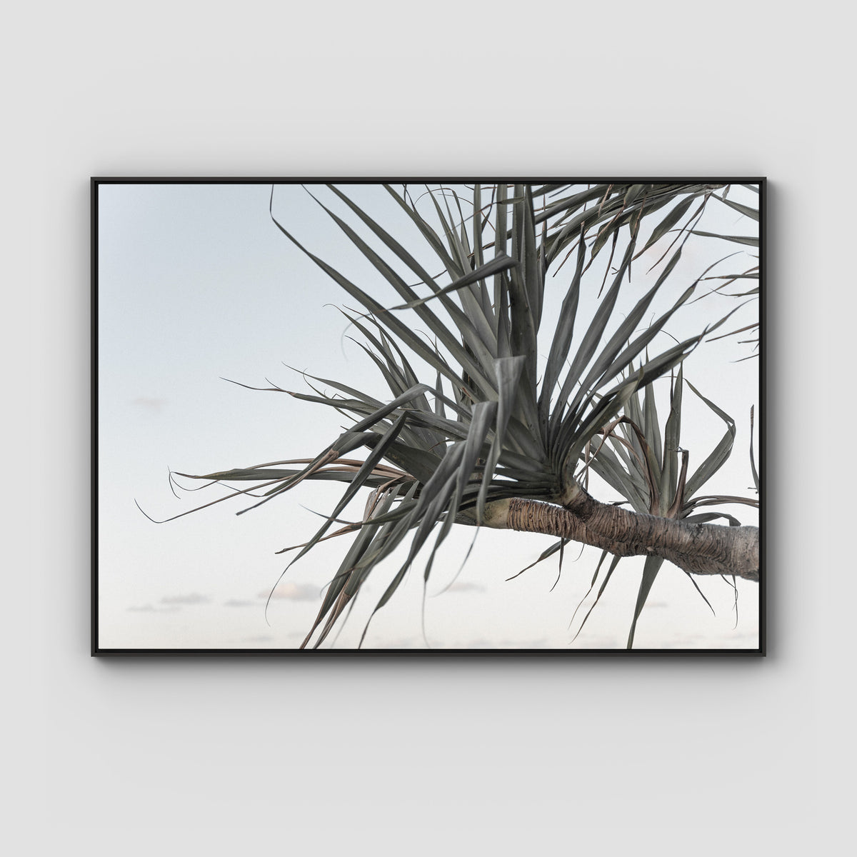 Pandanus Branch - Art Print - Float Frame Canvas - Black - Landscape