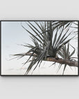 Pandanus Branch - Art Print - Float Frame Canvas - Black - Landscape