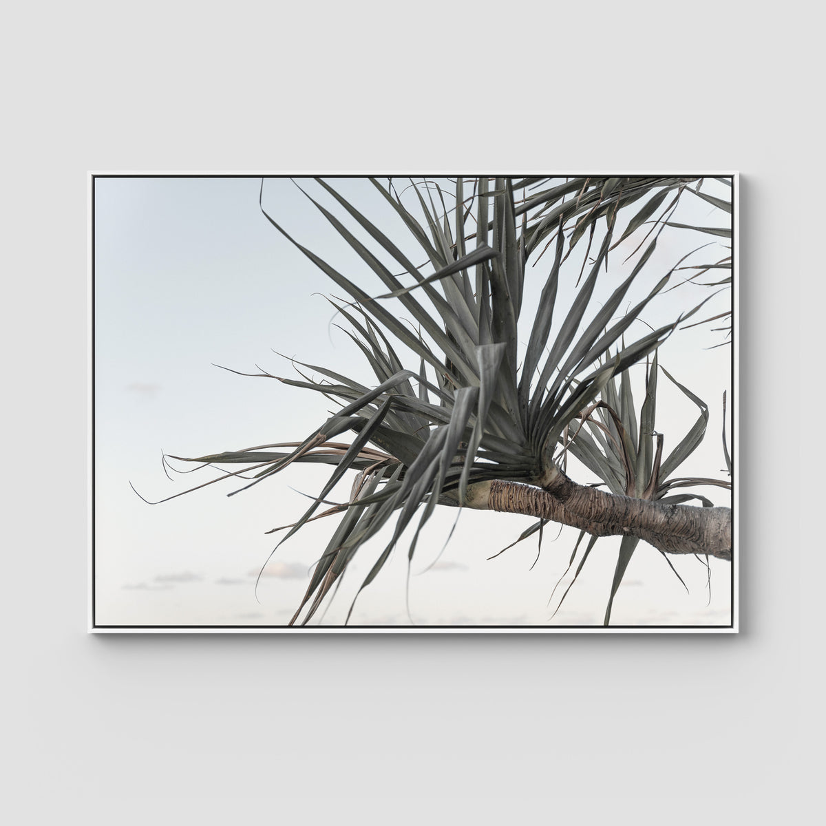 Pandanus Branch - Art Print - Float Frame Canvas - White - Landscape