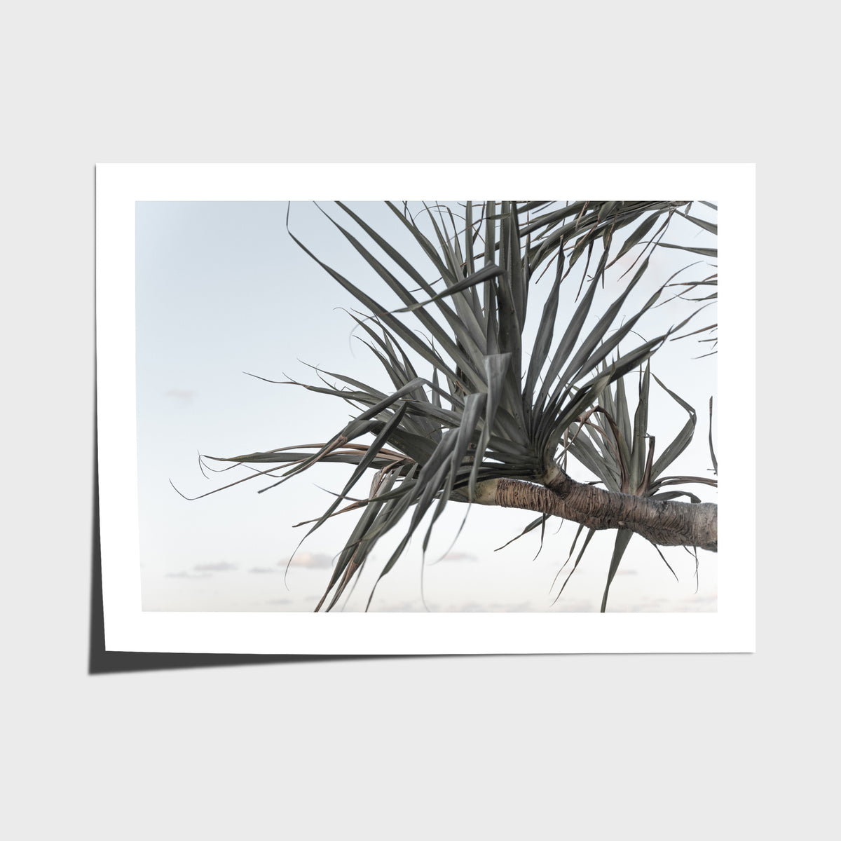 Pandanus Branch - Art Print - Fine Art Paper - Unframed Print - Landscape
