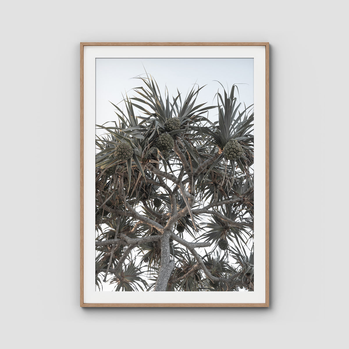 Pandanus Arvo Sun - Art Print - Traditional Frame - Raw Oak - Portrait