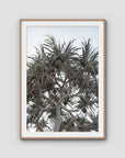 Pandanus Arvo Sun - Art Print - Traditional Frame - Raw Oak - Portrait