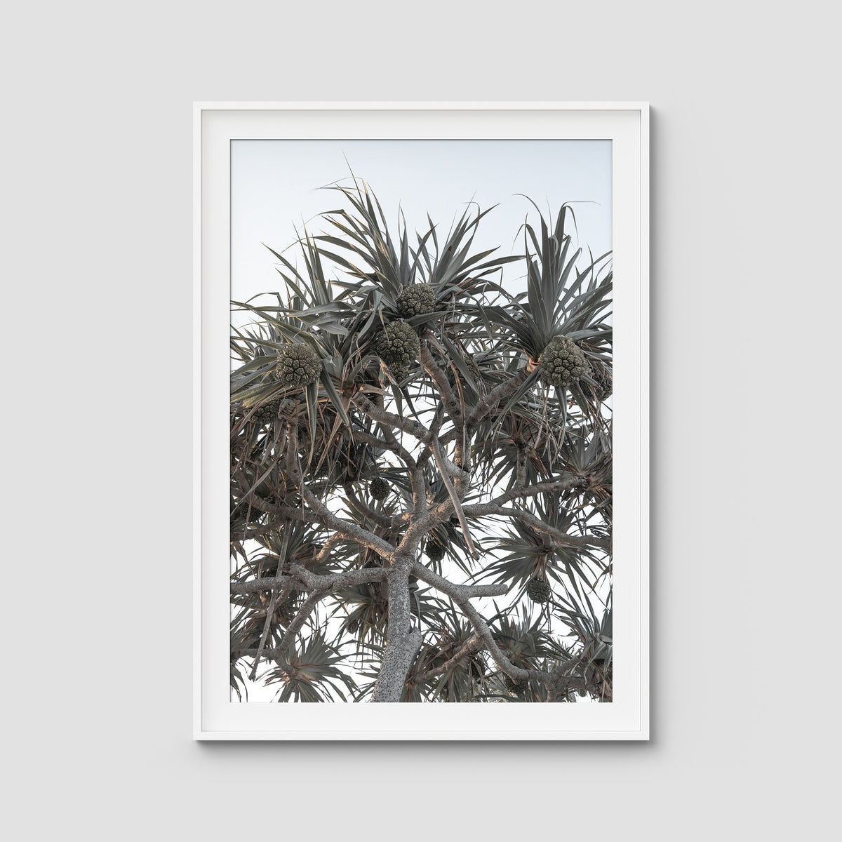 Pandanus Arvo Sun - Art Print - Traditional Frame - White - Portrait