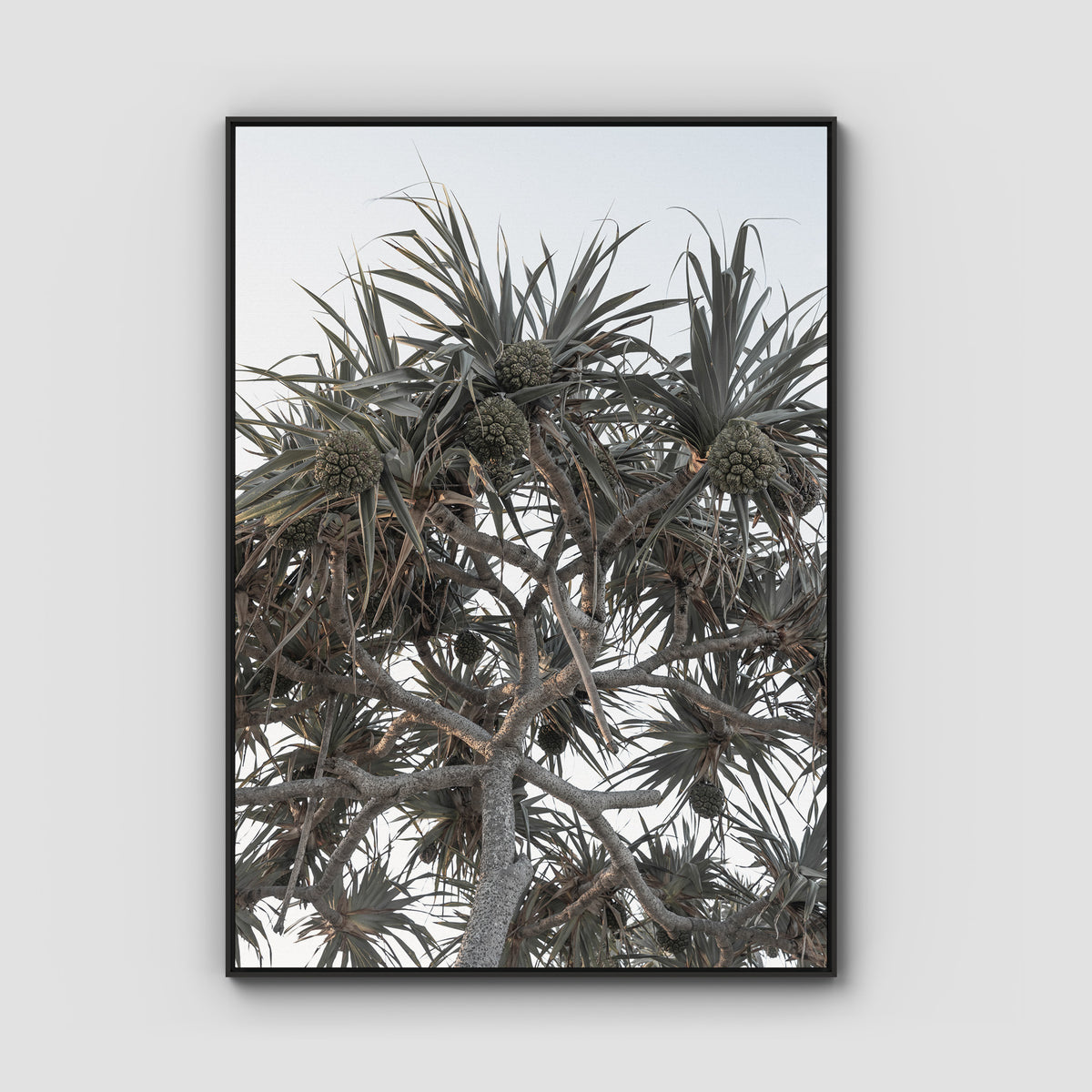 Pandanus Arvo Sun - Art Print - Float Frame Canvas - Black - Portrait