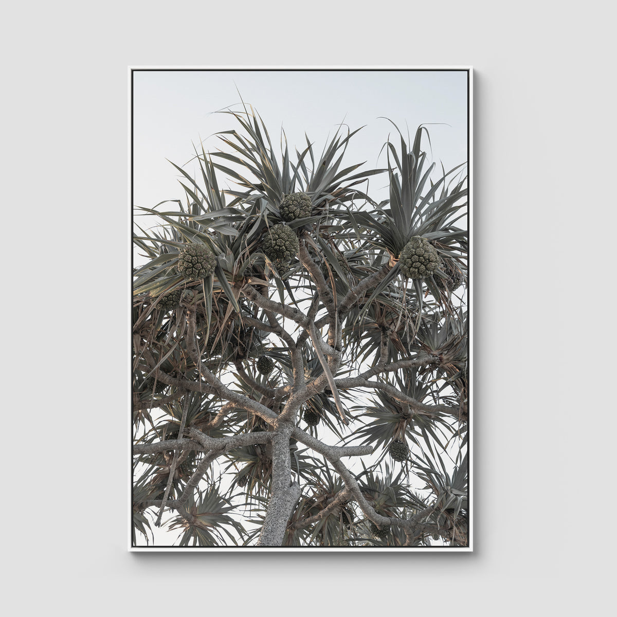 Pandanus Arvo Sun - Art Print - Float Frame Canvas - White - Portrait