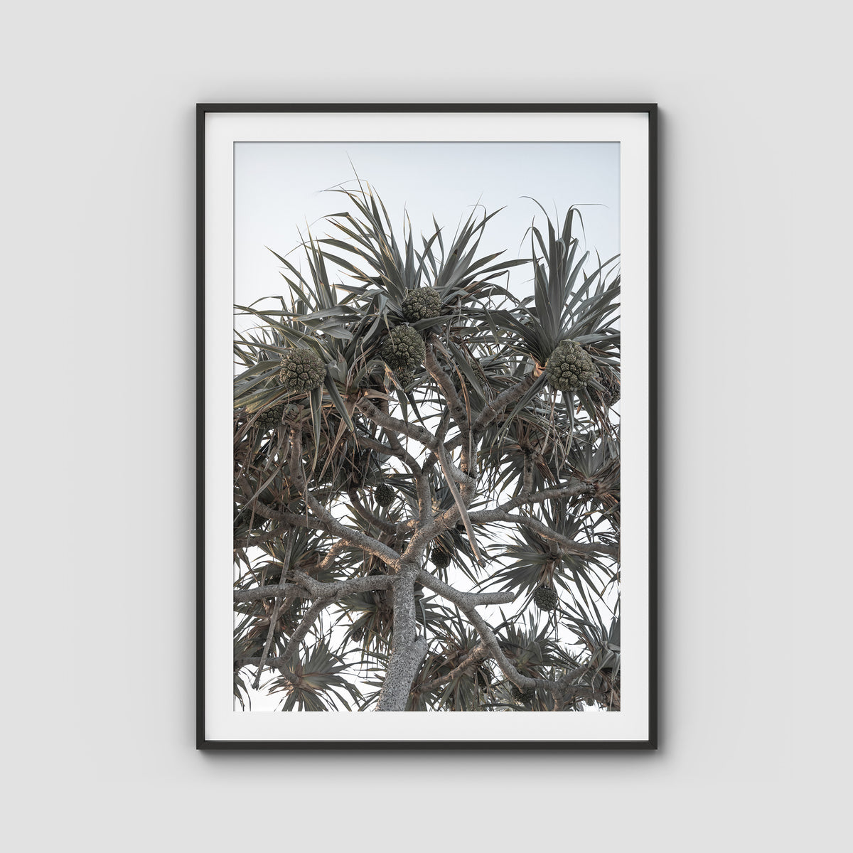 Pandanus Arvo Sun - Art Print - Traditional Frame - Black - Portrait