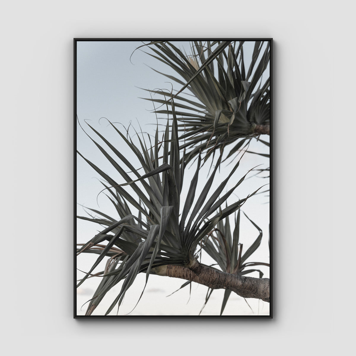 Pandanus Branch - Art Print - Float Frame Canvas - Black - Portrait