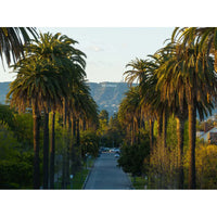 Hollywood Sign Palm Trees  - Tidaltones 