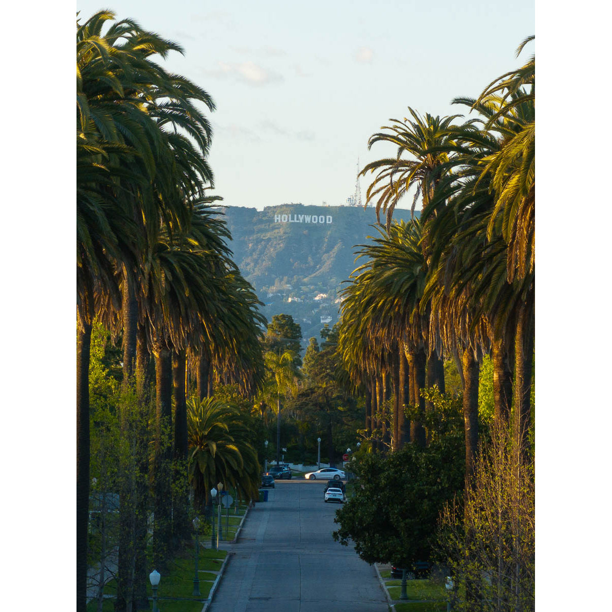 Hollywood Sign Palm Trees - Art Print