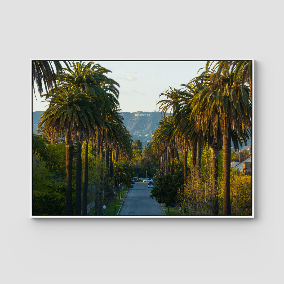Hollywood Sign Palm Trees - Art Print - Float Frame Canvas - White - Landscape