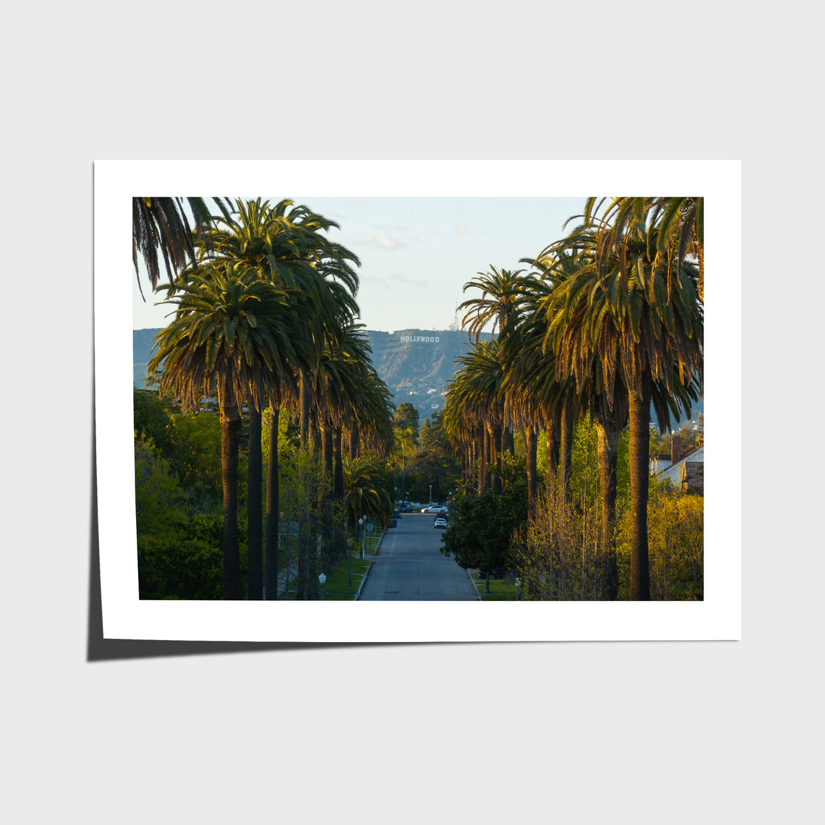 Hollywood Sign Palm Trees - Art Print - Fine Art Paper - Unframed Print - Landscape