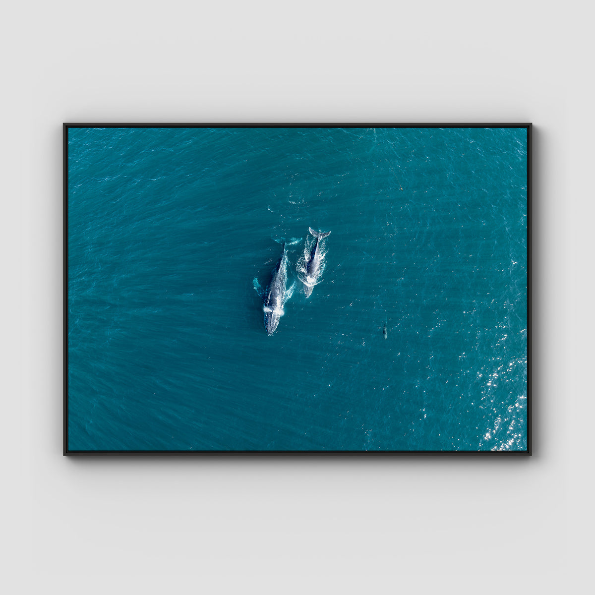 Whales Cruising - Art Print - Float Frame Canvas - Black - Landscape