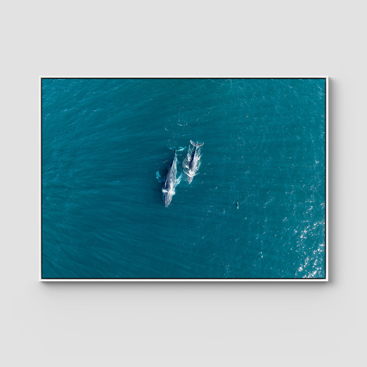Whales Cruising - Art Print - Float Frame Canvas - White - Landscape