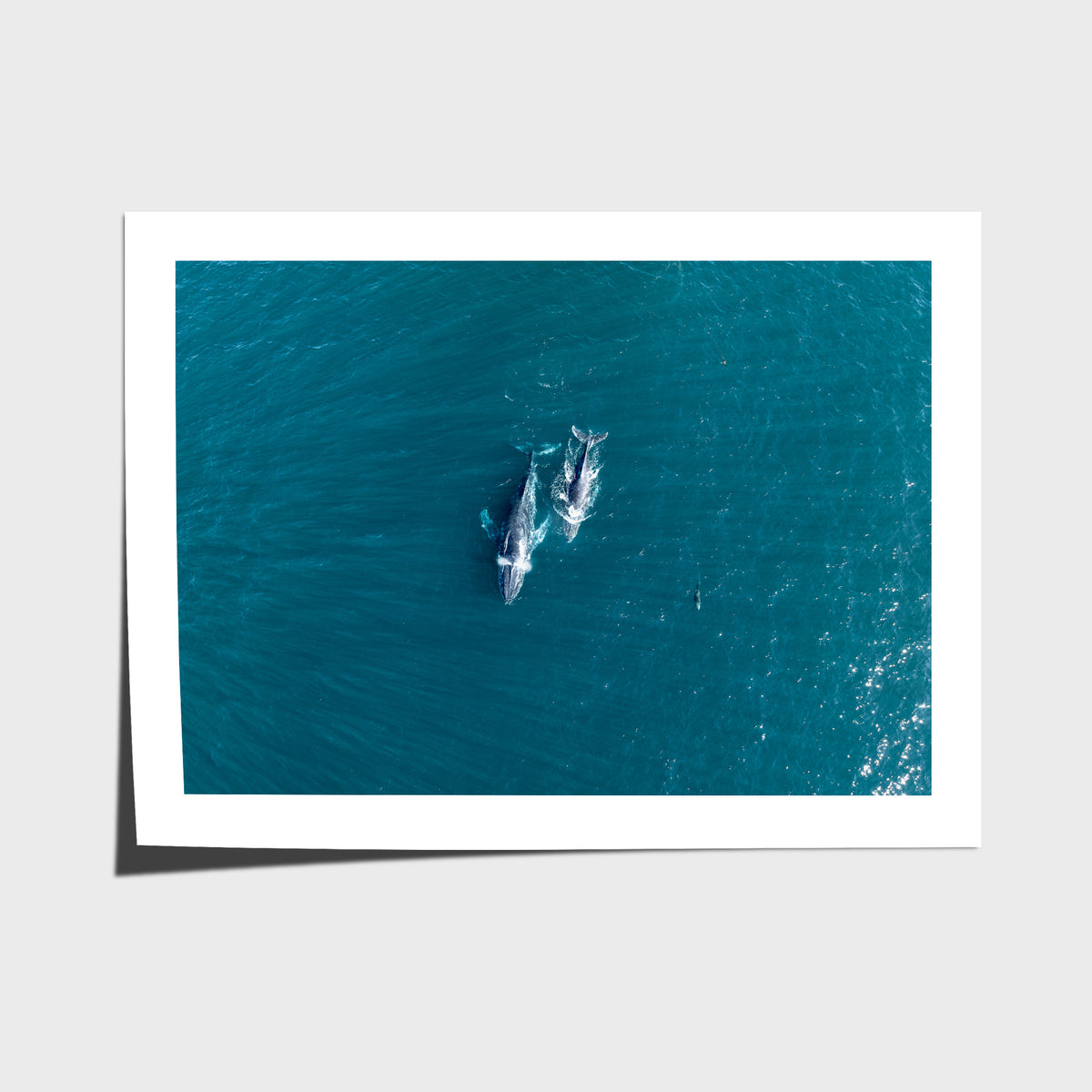 Whales Cruising - Art Print - Fine Art Paper - Unframed Print - Landscape