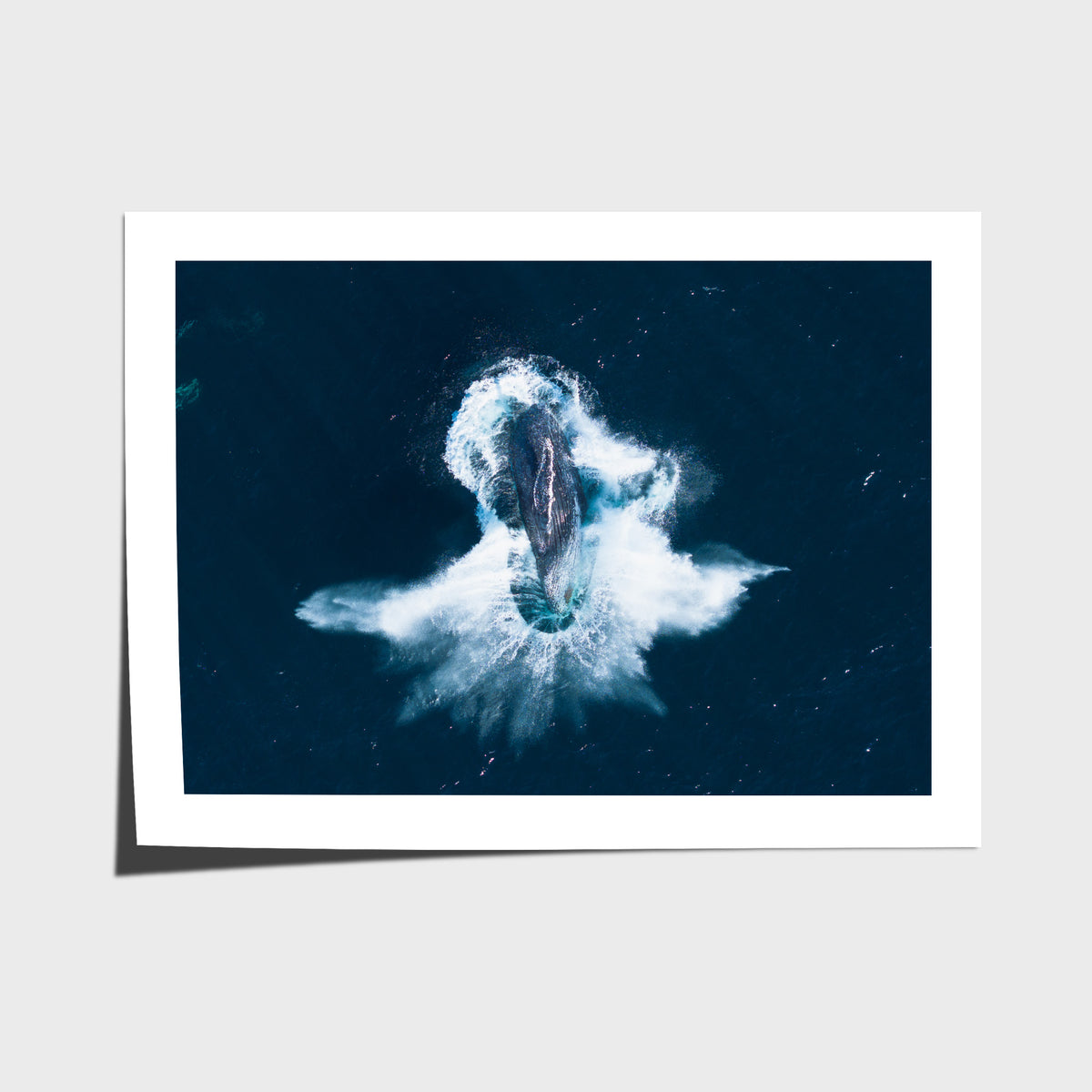 Whale Breach - Art Print - Fine Art Paper - Unframed Print - Landscape