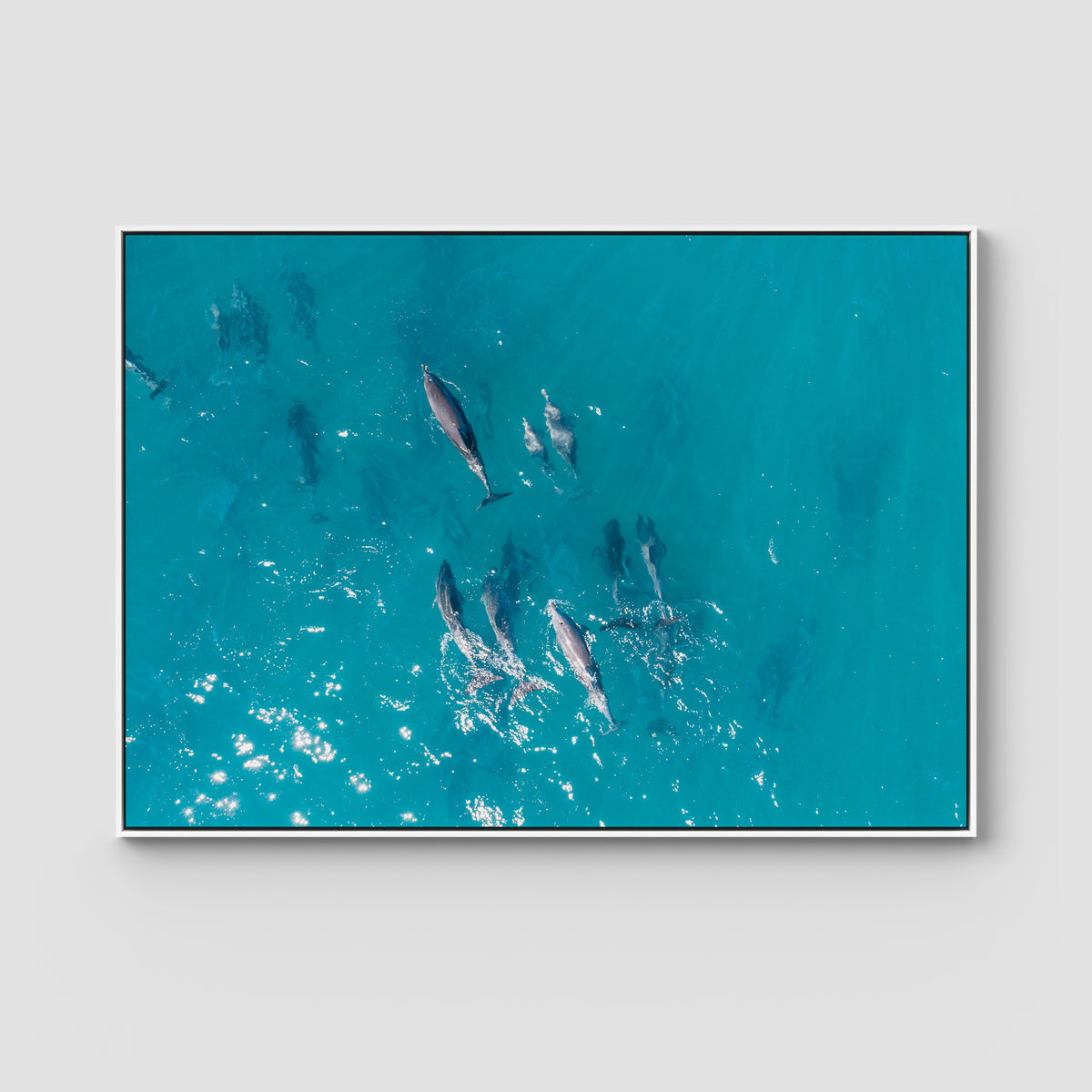 Dolphin Pod - Port Stephens - Art Print - Float Frame Canvas - White - Landscape