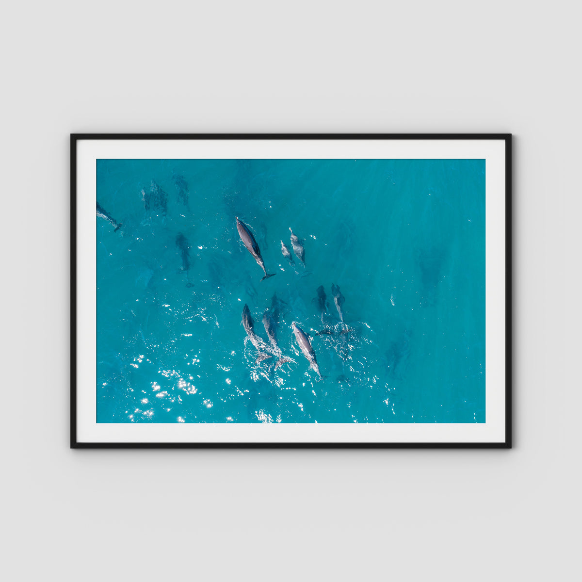 Dolphin Pod - Port Stephens - Art Print - Traditional Frame - Black - Landscape
