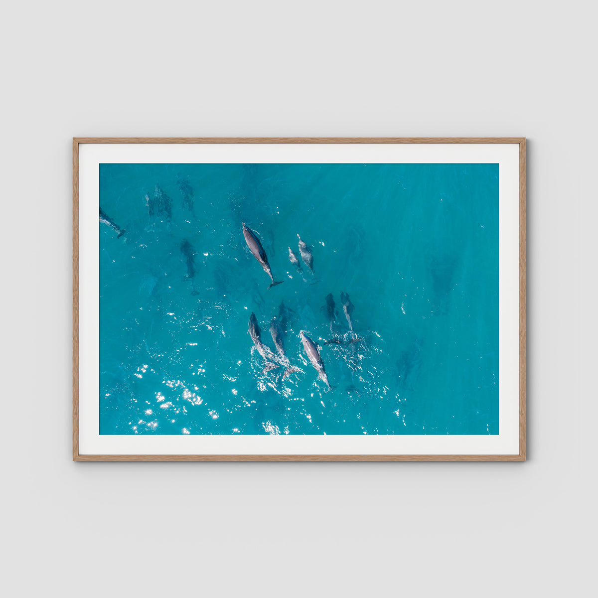 Dolphin Pod - Port Stephens - Art Print - Traditional Frame - Raw Oak - Landscape