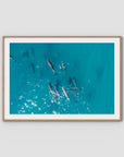Dolphin Pod - Port Stephens - Art Print - Traditional Frame - Raw Oak - Landscape