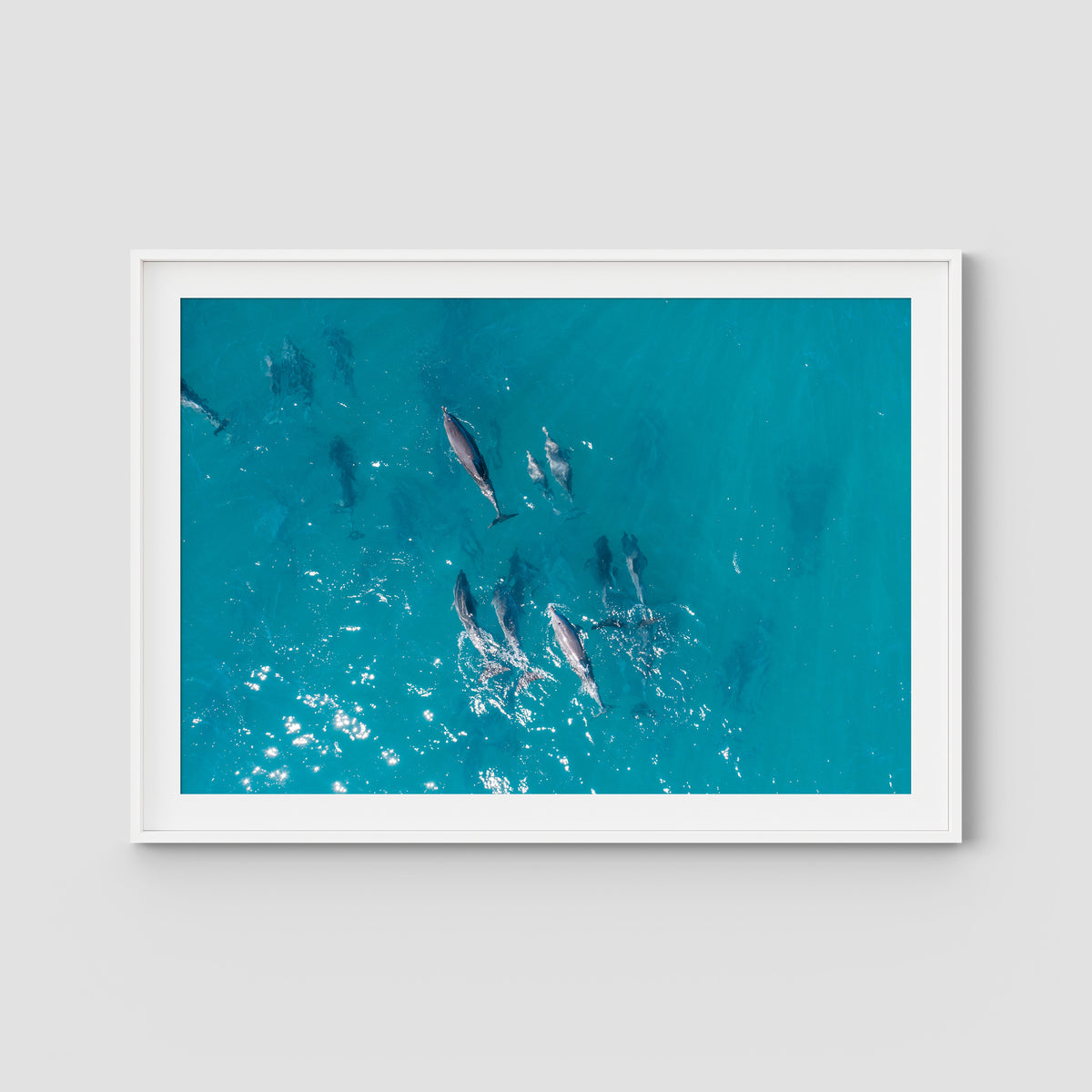 Dolphin Pod - Port Stephens - Art Print - Traditional Frame - White - Landscape