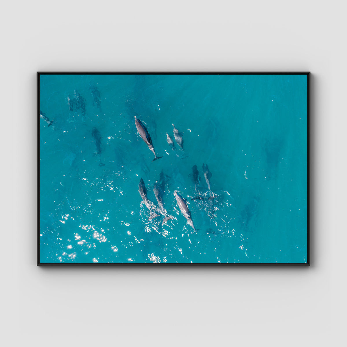Dolphin Pod - Port Stephens - Art Print - Float Frame Canvas - Black - Landscape