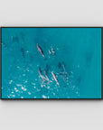 Dolphin Pod - Port Stephens - Art Print - Float Frame Canvas - Black - Landscape