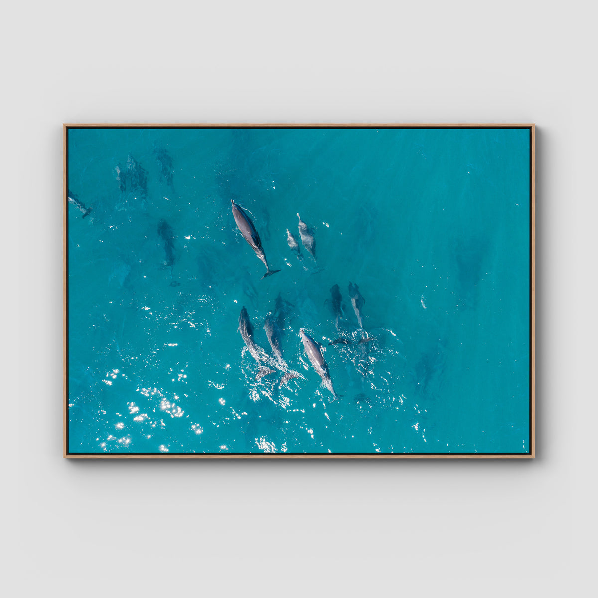 Dolphin Pod - Port Stephens - Art Print - Float Frame Canvas - Raw Oak - Landscape