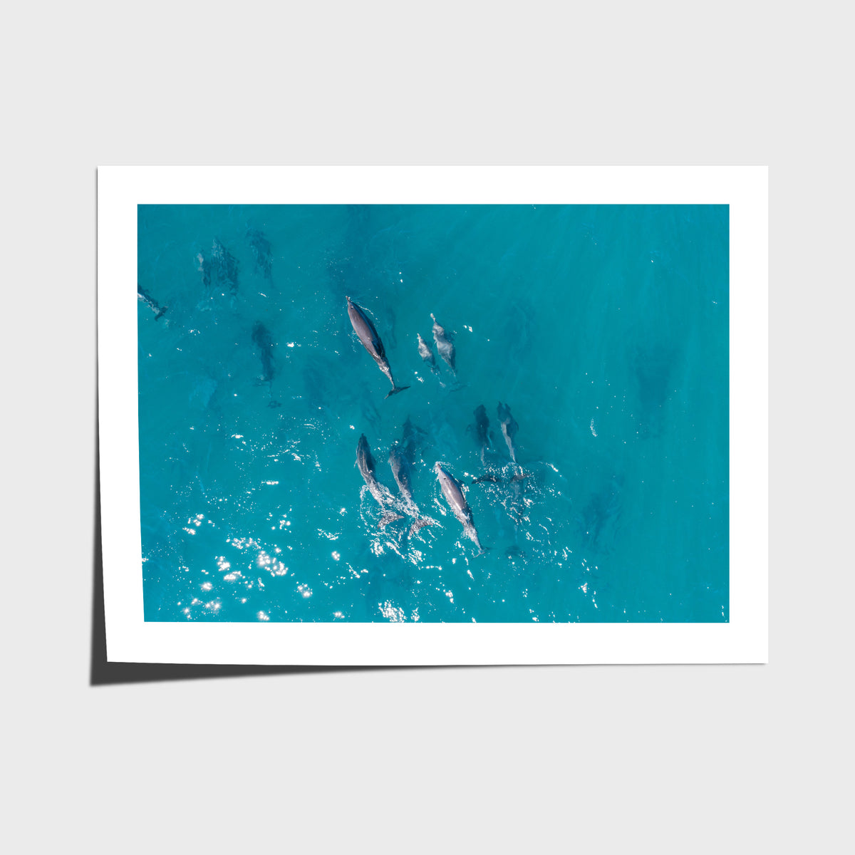 Dolphin Pod - Port Stephens - Art Print - Fine Art Paper - Unframed Print - Landscape