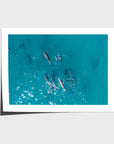 Dolphin Pod - Port Stephens - Art Print - Fine Art Paper - Unframed Print - Landscape