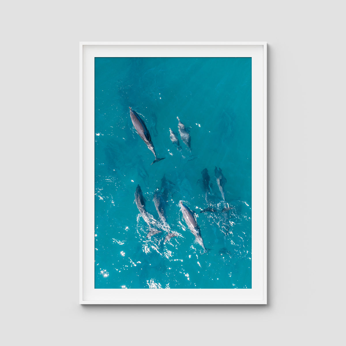 Dolphin Pod - Port Stephens - Art Print - Traditional Frame - White - Portrait