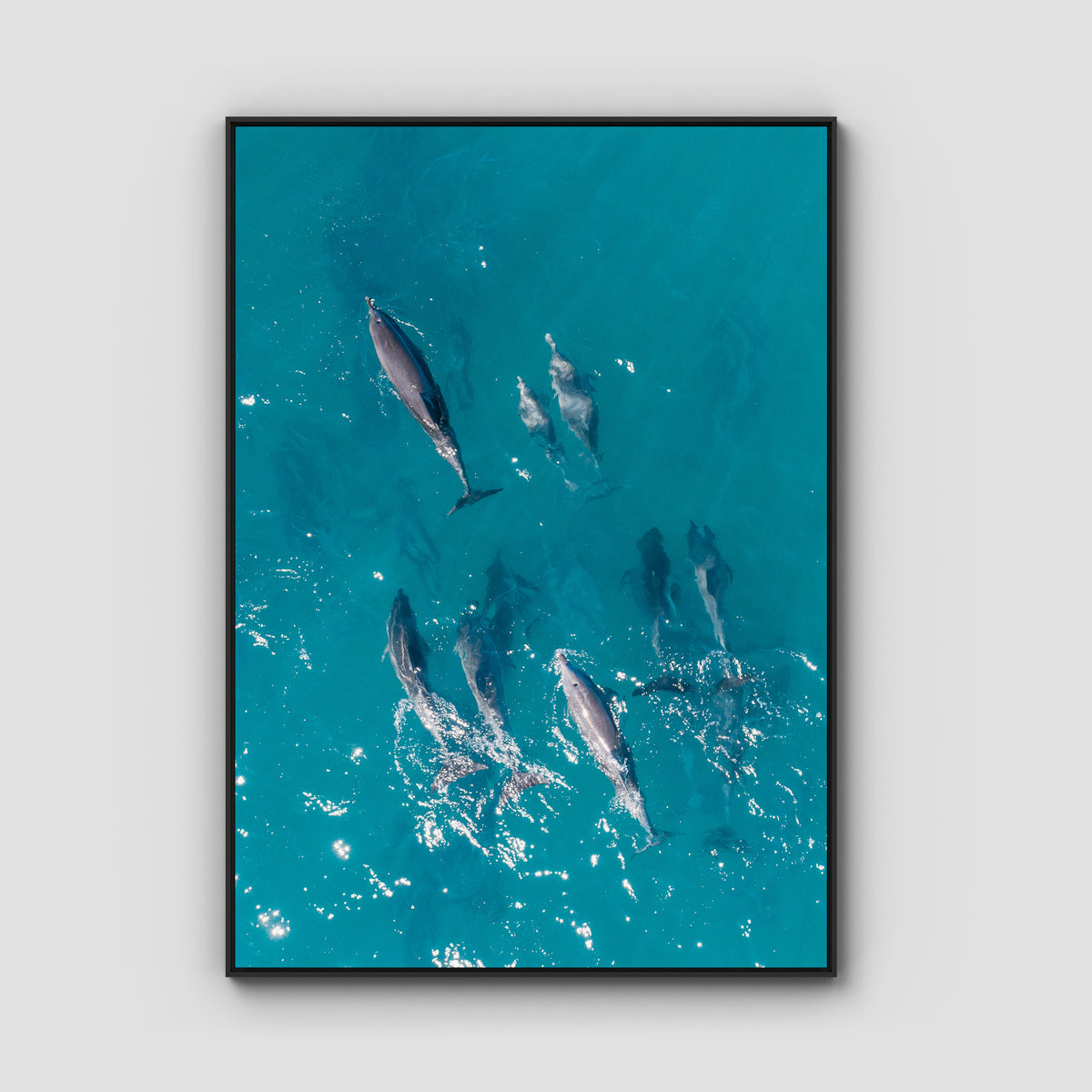 Dolphin Pod - Port Stephens - Art Print - Float Frame Canvas - Black - Portrait