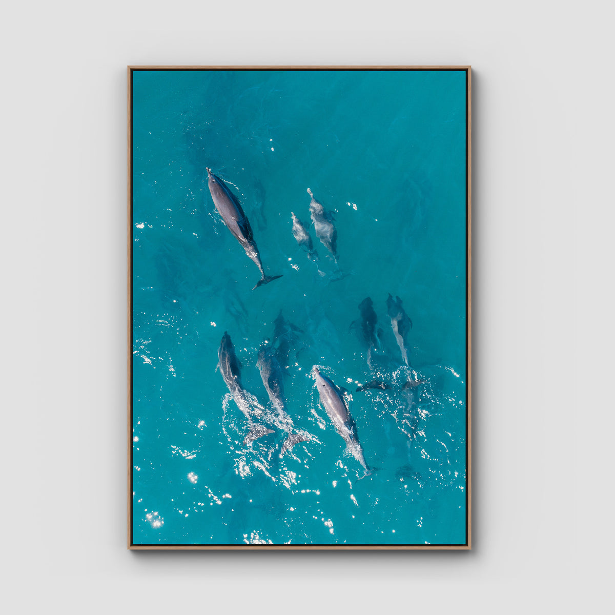 Dolphin Pod - Port Stephens - Art Print - Float Frame Canvas - Raw Oak - Portrait
