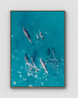 Dolphin Pod - Port Stephens - Art Print - Float Frame Canvas - Raw Oak - Portrait