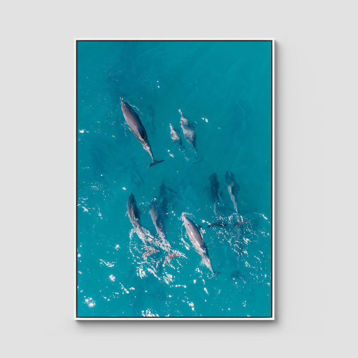Dolphin Pod - Port Stephens - Art Print - Float Frame Canvas - White - Portrait