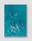 Dolphin Pod - Port Stephens - Art Print - Float Frame Canvas - White - Portrait