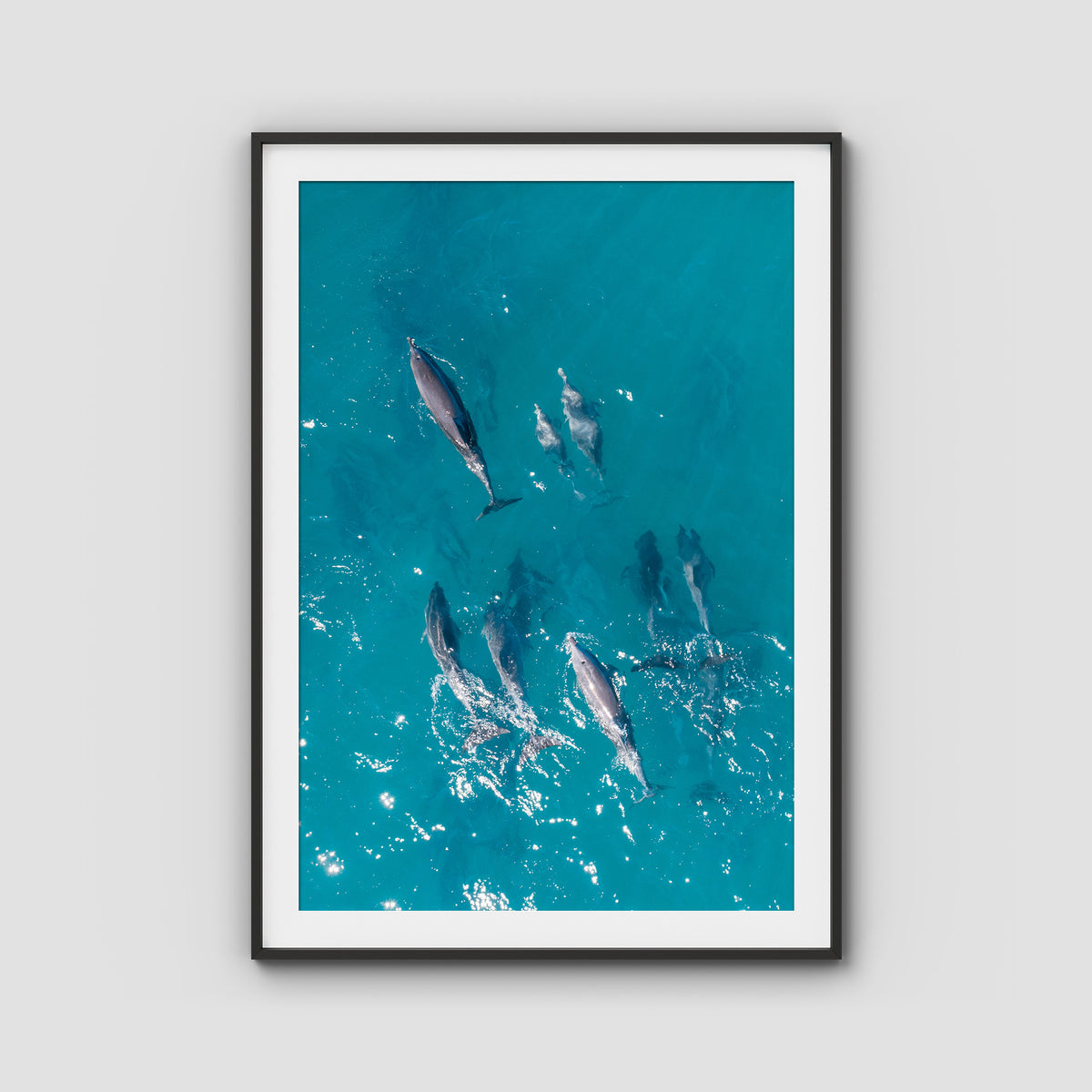 Dolphin Pod - Port Stephens - Art Print - Traditional Frame - Black - Portrait
