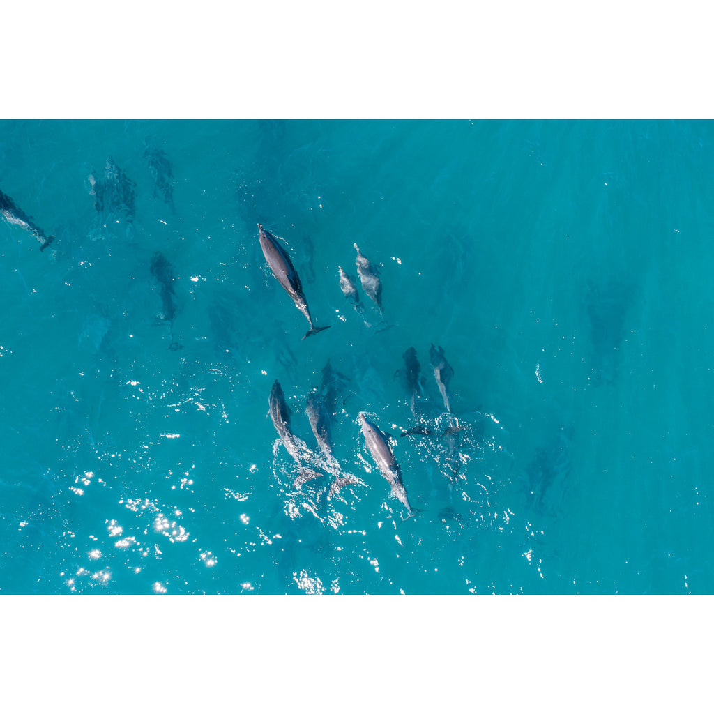Dolphin Pod - Tidaltones