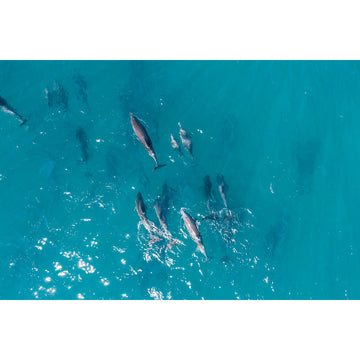 Dolphin Pod - Port Stephens - Art Print