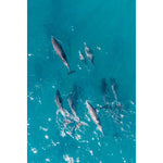 Dolphin Pod - Tidaltones