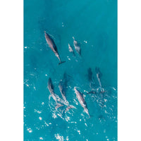 Dolphin Pod - Tidaltones