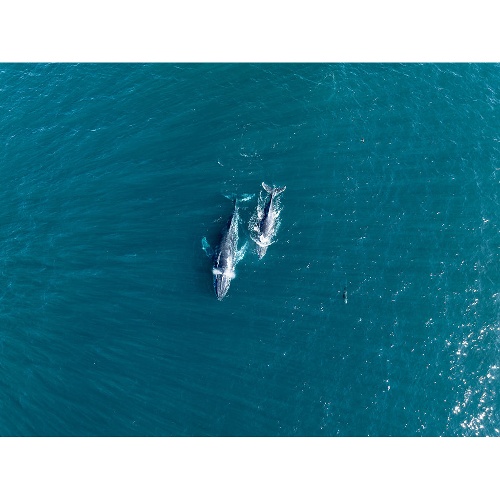 Whales Cruising - Tidaltones