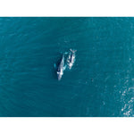 Whales Cruising - Tidaltones