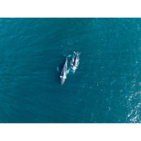 Whales Cruising - Tidaltones