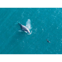 Breath of the Ocean - Tidaltones