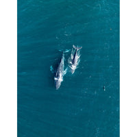 Whales Cruising - Tidaltones