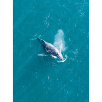 Breath of the Ocean - Tidaltones