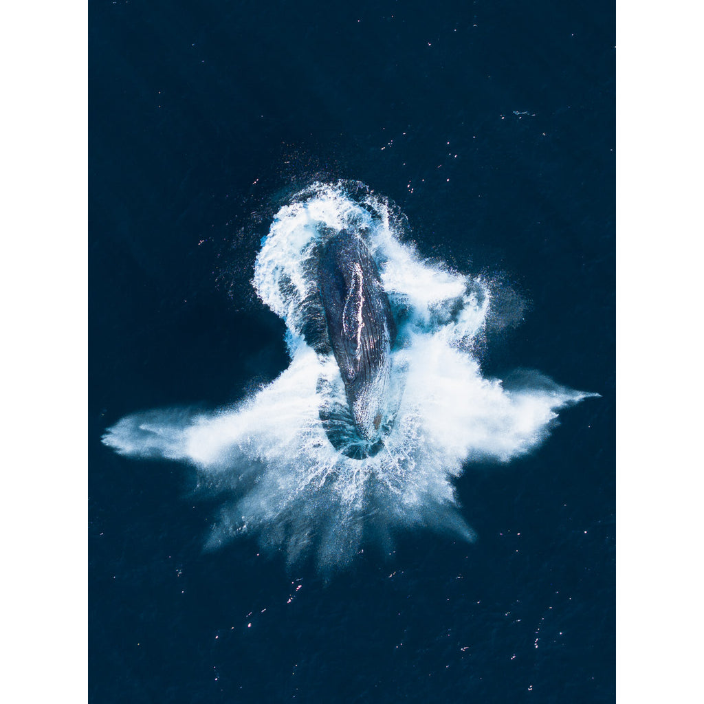 Whale Breach - Tidaltones