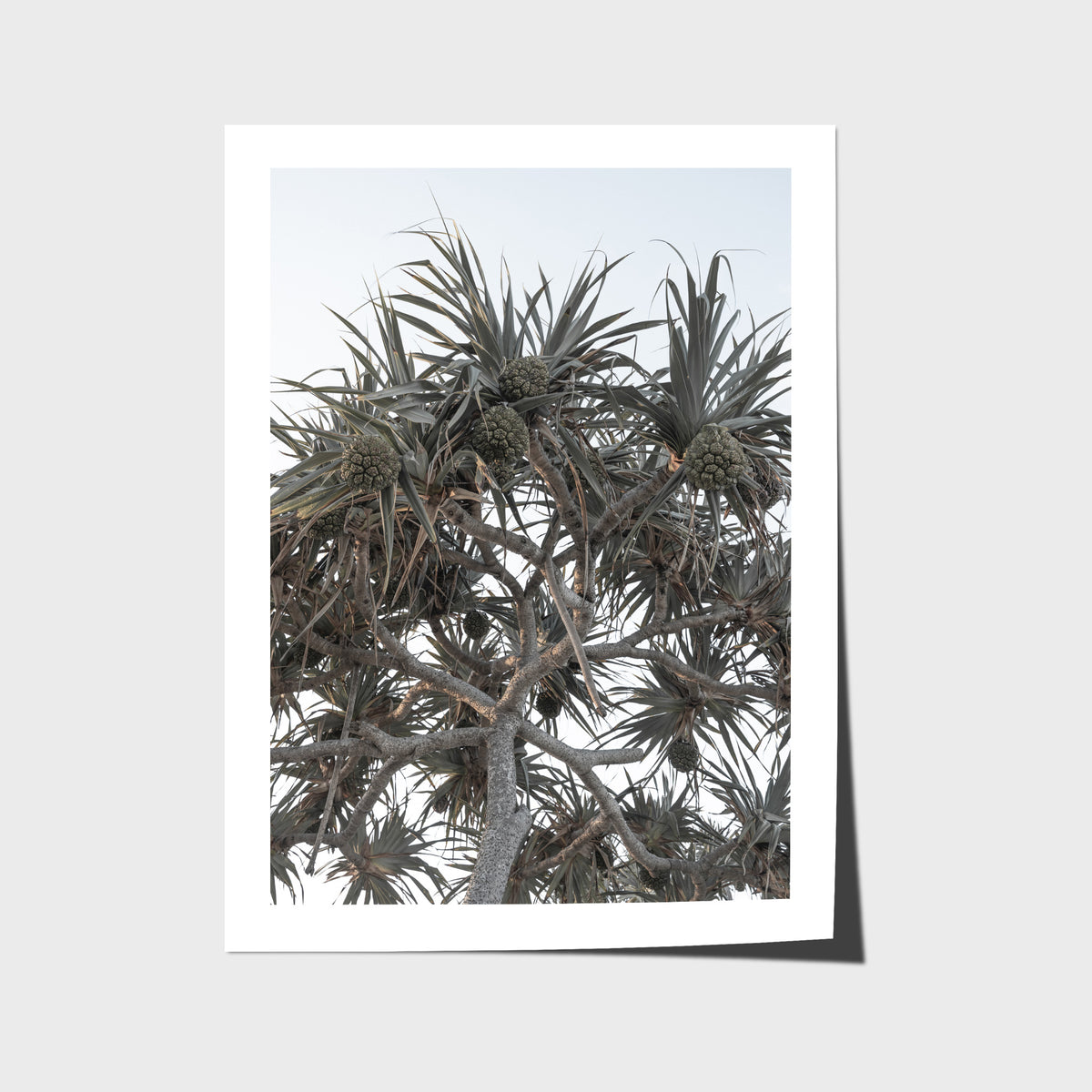 Pandanus Arvo Sun - Art Print - Fine Art Paper - Unframed Print - Portrait