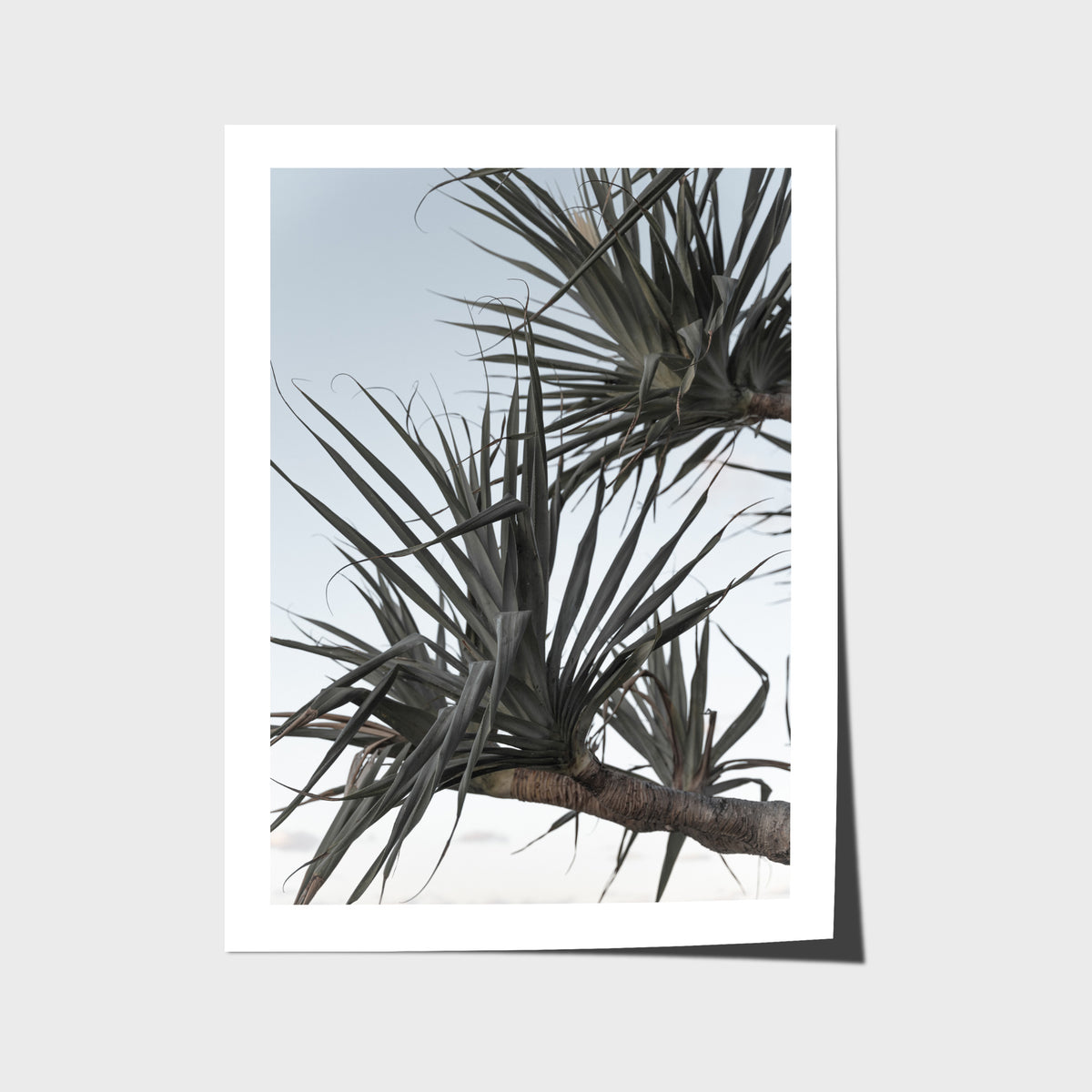 Pandanus Branch - Art Print - Fine Art Paper - Unframed Print - Portrait
