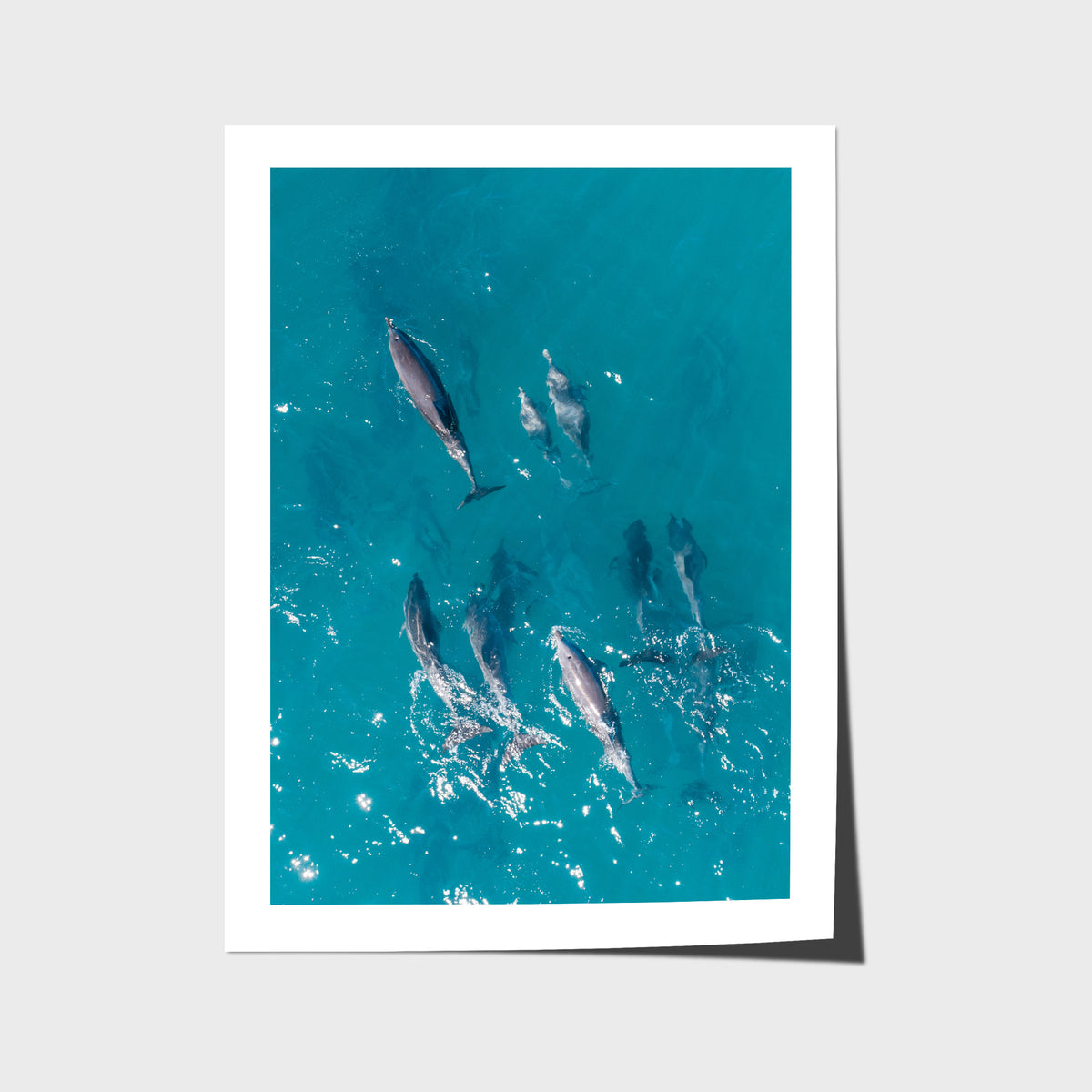 Dolphin Pod - Port Stephens - Art Print - Fine Art Paper - Unframed Print - Portrait